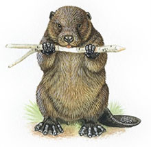 castor