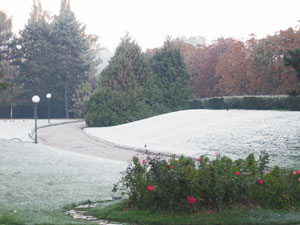 Gelée