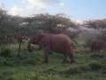 Au Kenya, photo 11