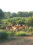 Au Kenya, photo 13
