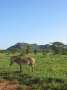 Au Kenya, photo 15