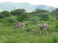 Au Kenya, photo 18