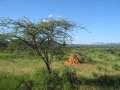 Au Kenya, photo 20