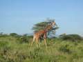 Au Kenya, photo 21