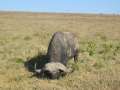 Au Kenya, photo 27