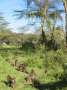 Au Kenya, photo 28
