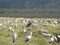 Au Kenya, photo 31