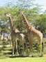 Au Kenya, photo 38