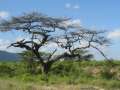 Au Kenya, photo 4