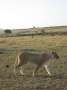 Au Kenya, photo 42