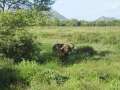 Au Kenya, photo 5