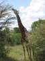 Au Kenya, photo 50