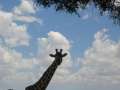 Au Kenya, photo 52