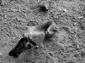 Sur le Champ de Mars, photo 6
